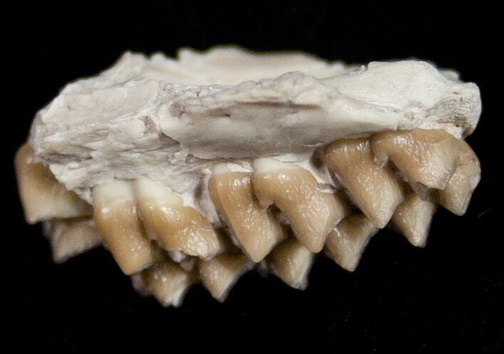 Oligocene Ruminant (Leptomeryx) Jaw Section #10552